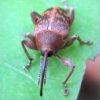 Curculio glandium