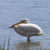 Pelecanus onocrotalus