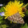 Protoschinia scutosa (Noctuidae)