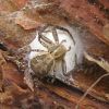 Xysticus (Thomisidae)