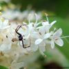 Misumena vatia