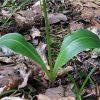 Любка дволиста. Любка дволистная. Platanthera bifolia