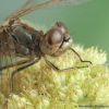 Sympetrum vulgatum