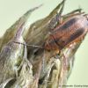 Neogalerucella calmariensis
