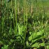 Plantago major subsp. intermedia (Gilib.) Lange