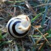 Cepaea hortensis (O. F. Müller, 1774)