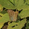 Argynnis pandora (Nymphalidae)