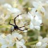 Misumena vatia