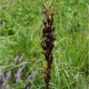 Любка дволиста. Любка дволистная. Platanthera bifolia