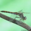 Sympetrum vulgatum