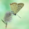 Lycaena tityrus