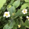 Суни́ці лісові  (Fragaria vesca)