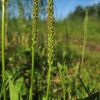 Plantago major subsp. intermedia (Gilib.) Lange