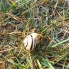 Cepaea hortensis (O. F. Müller, 1774)