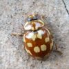 Myrrha octodecimguttata
