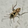 Xanthochilus quadratus (Rhyparochrominae)