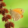 Coenonympha pamphilus