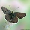 Lycaena tityrus