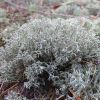 Cladonia cf mitis