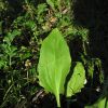 Plantago major subsp. intermedia (Gilib.) Lange