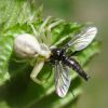 Мізумена клишонога (Misumena vatia)