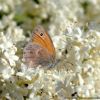 Coenonympha pamphilus