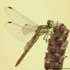 Sympetrum vulgatum