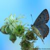 Lycaena tityrus