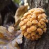 Flammulina velutipes