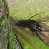 Carabus