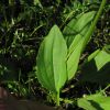 Plantago major subsp. intermedia (Gilib.) Lange