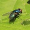 Calliphoridae