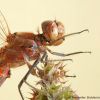 Sympetrum vulgatum