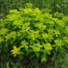 Euphorbia lingulata Heuff.