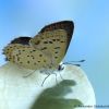 Lycaena tityrus