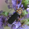 Cantharis nigricans