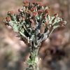 Cladonia cristatella ? Cladonia leporina ?