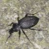 Carabus