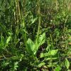 Plantago major subsp. intermedia (Gilib.) Lange