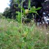 Urophora cardui stem galls