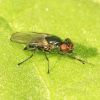 Diptera (Insecta)