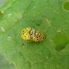 Psyllobora vigintiduopunctata (Coccinellidae)