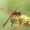 Sympetrum vulgatum