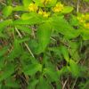 Euphorbia lingulata Heuff.