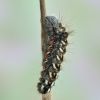 Acronicta rumicis