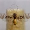 Graphopsocus cruciatus (Linnaeus, 1768)