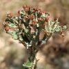 Cladonia cristatella ? Cladonia leporina ?