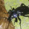 Carabus