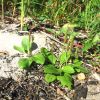 Plantago major subsp. intermedia (Gilib.) Lange