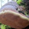 Трутовик дубовий несправжній (Phellinus cf. robustus)